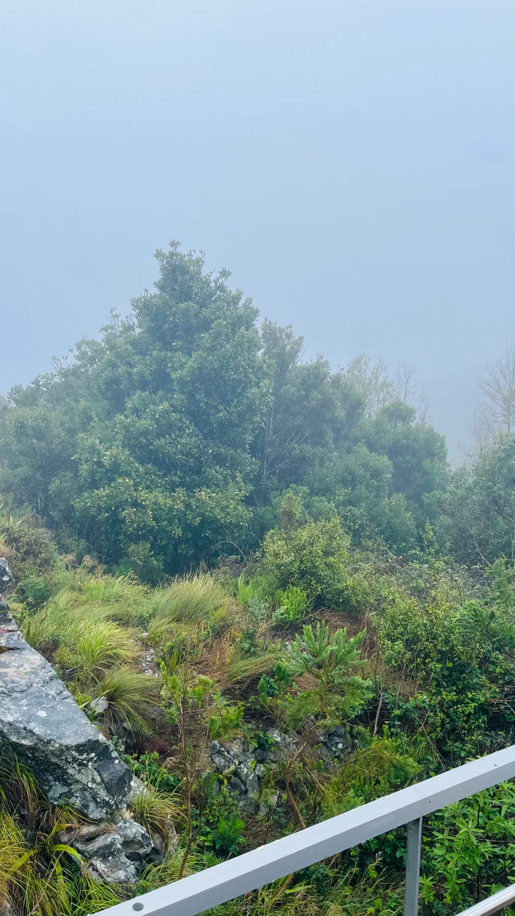 Lush plants disappearing into fog