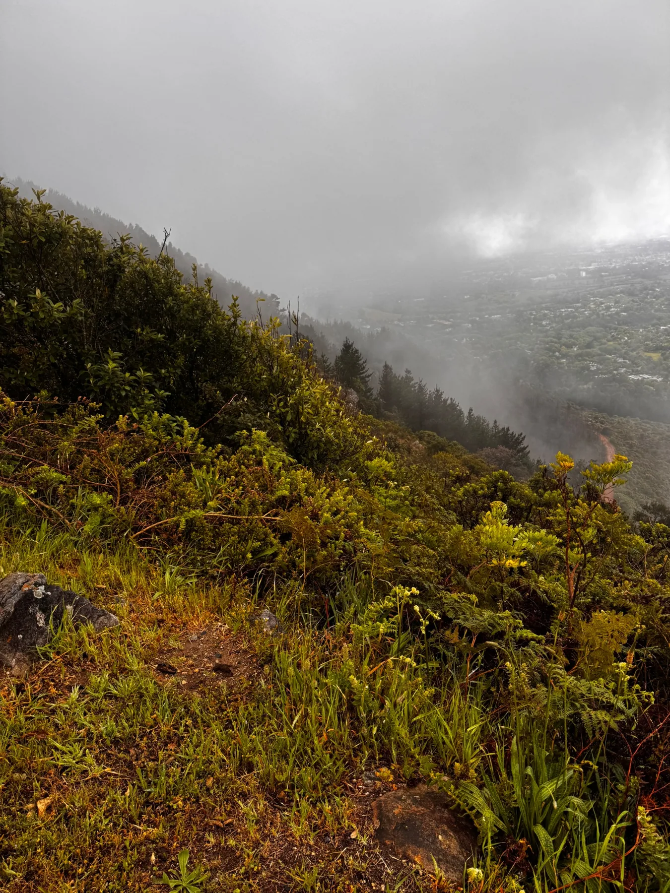 Misty hillside vegetation overlooking Cape Town